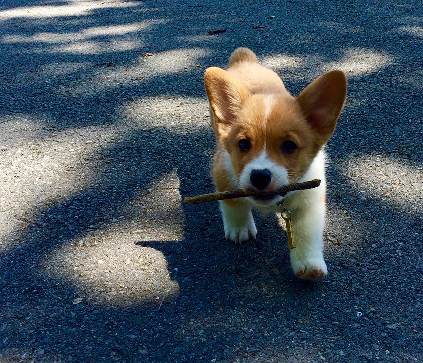 corgi with a stick